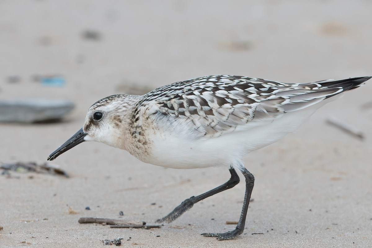 Sanderling - Arthur Quinlan