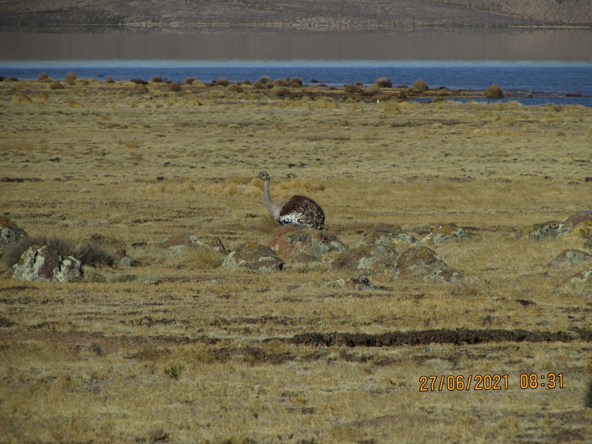 Lesser Rhea - Alexander Inca Enriquez