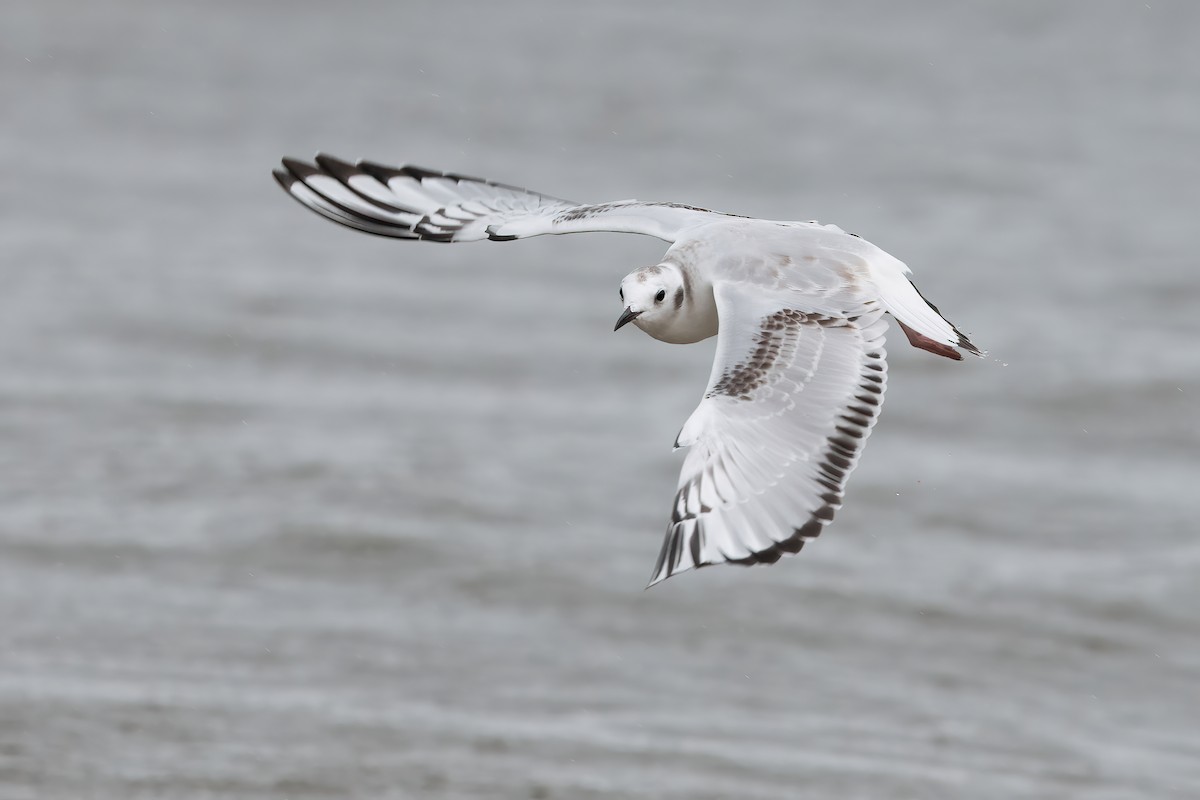 Bonaparte's Gull - Arthur Quinlan