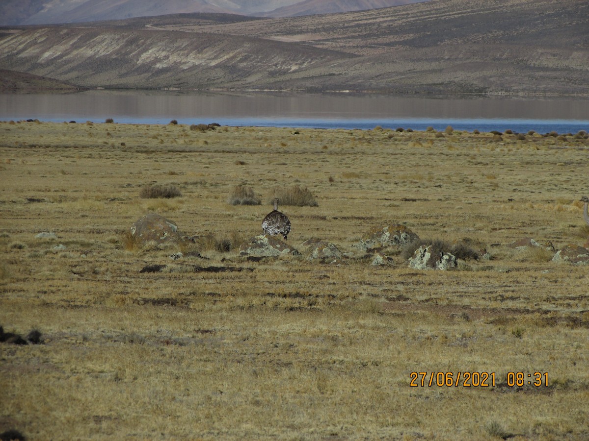 Lesser Rhea - Alexander Inca Enriquez