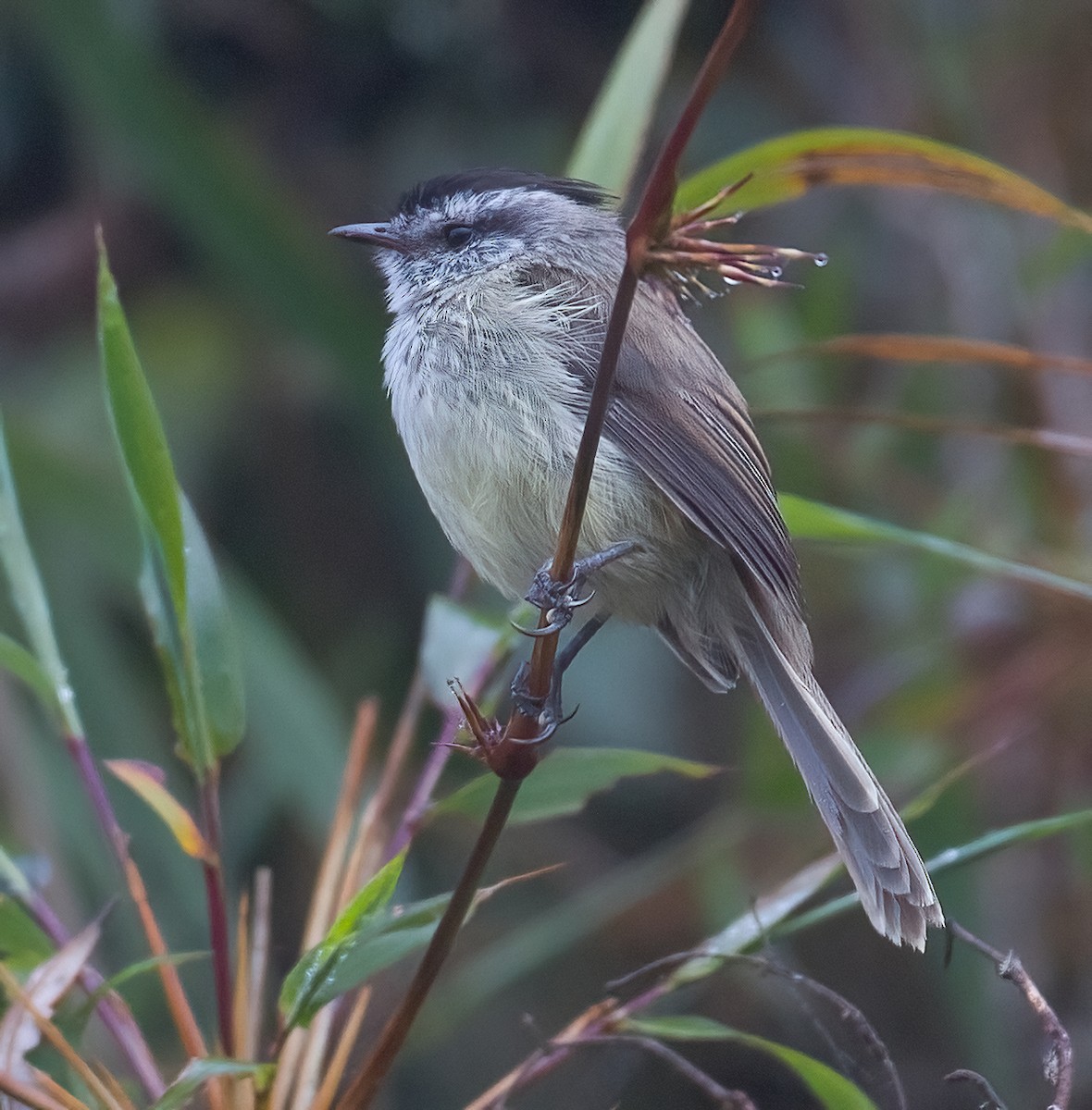 Unstreaked Tit-Tyrant - ML608823414