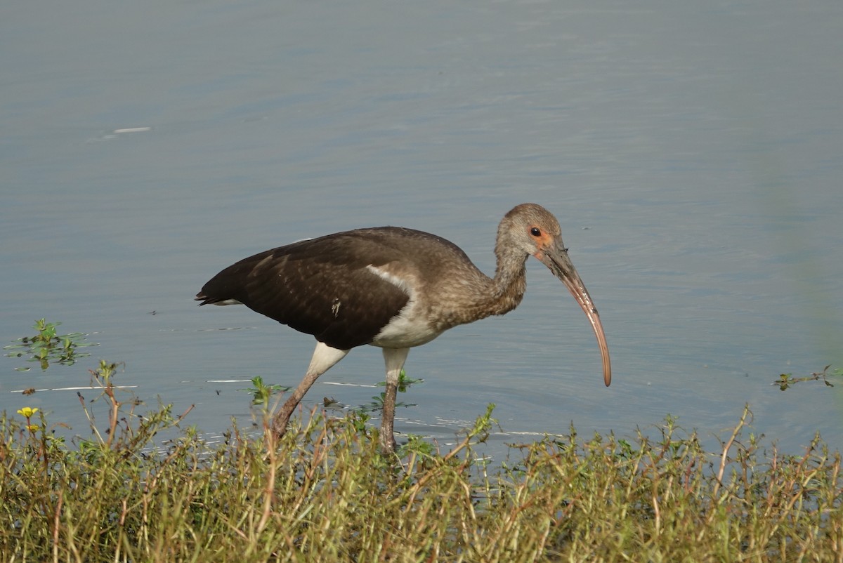 ibis bílý - ML608823421