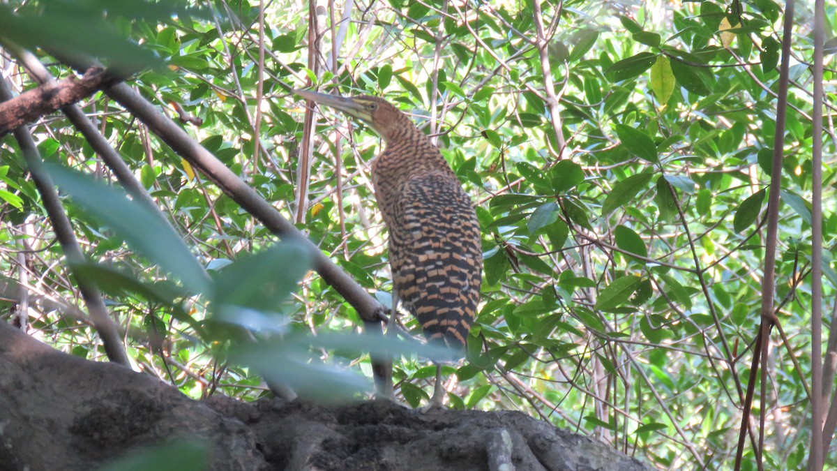 Bare-throated Tiger-Heron - ML608823424