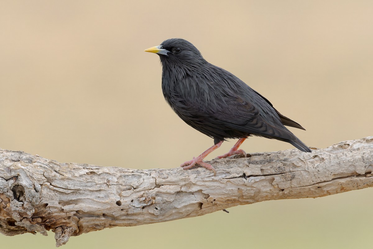 Spotless Starling - ML608823455