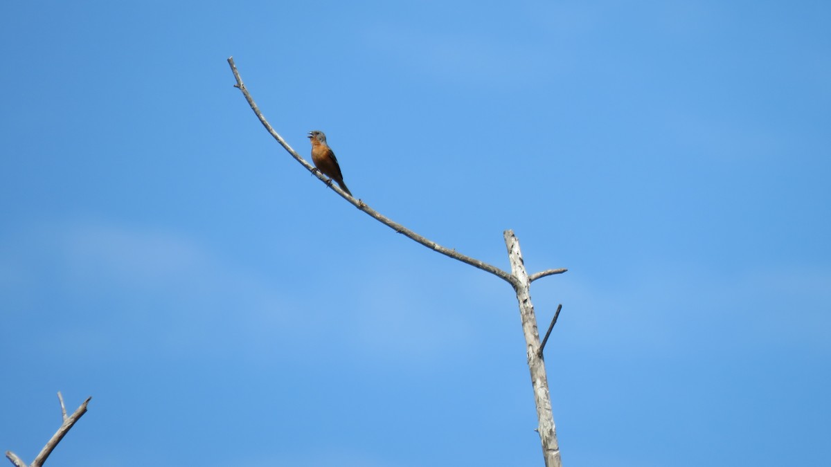 Ruddy-breasted Seedeater - ML608823461