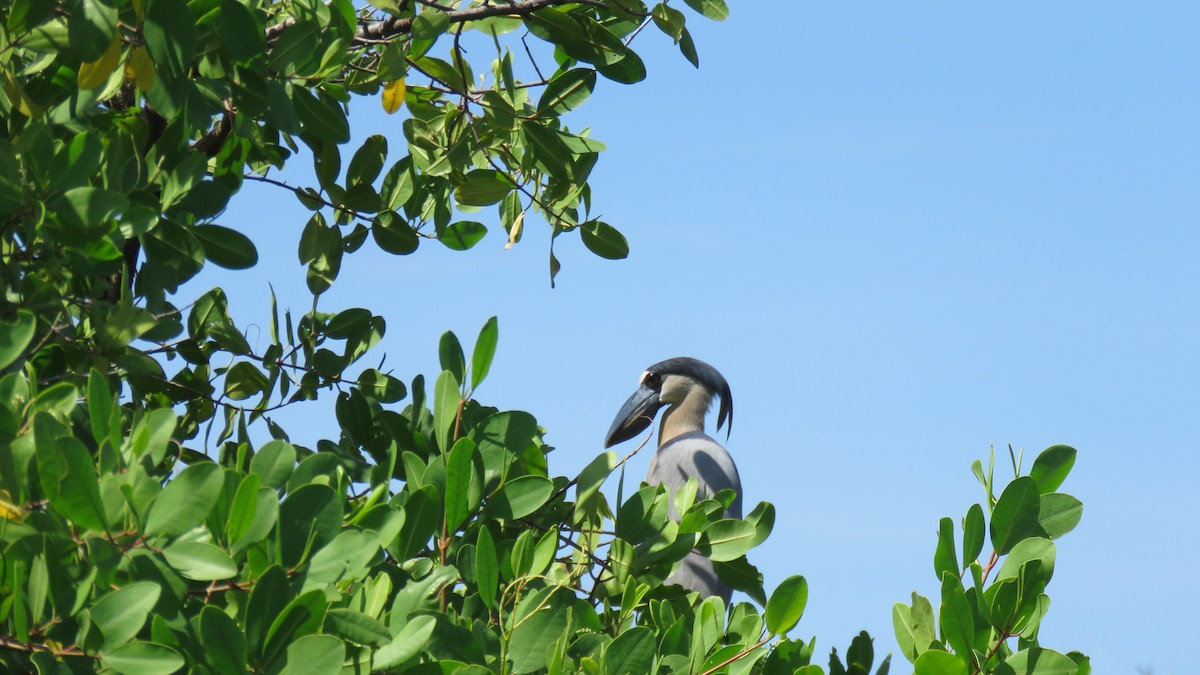 Boat-billed Heron - ML608823483