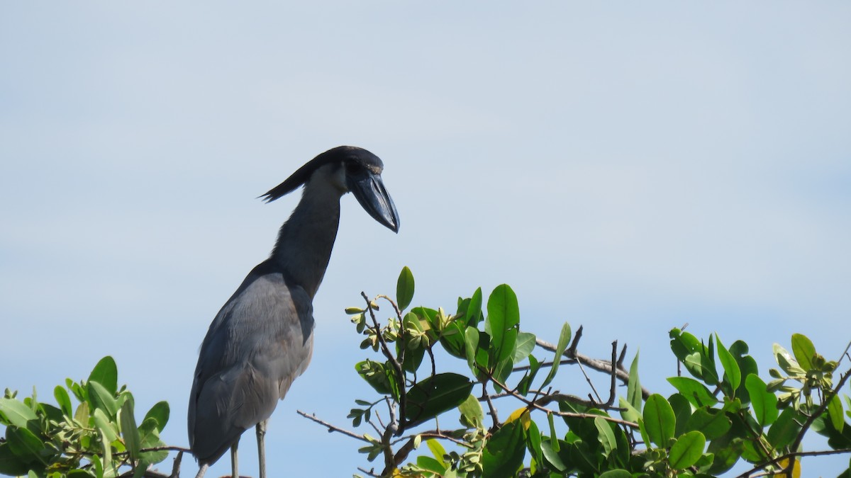 Boat-billed Heron - ML608823488