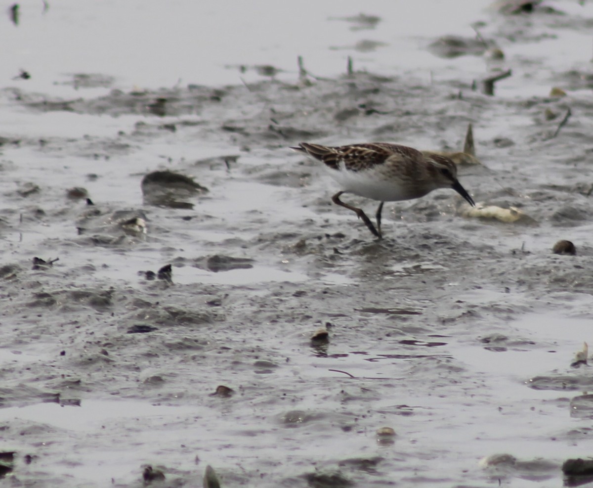 Least Sandpiper - ML608823520