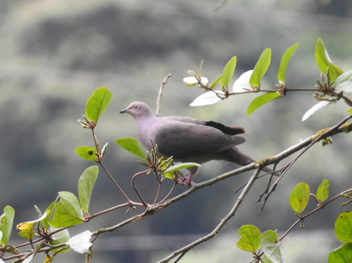 Plumbeous Pigeon - ML608823524