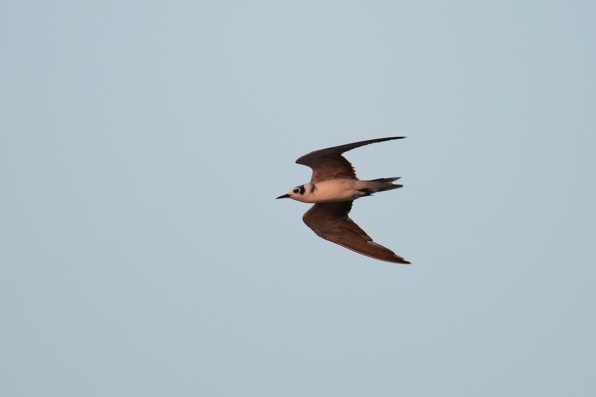 Black Tern - ML608823553