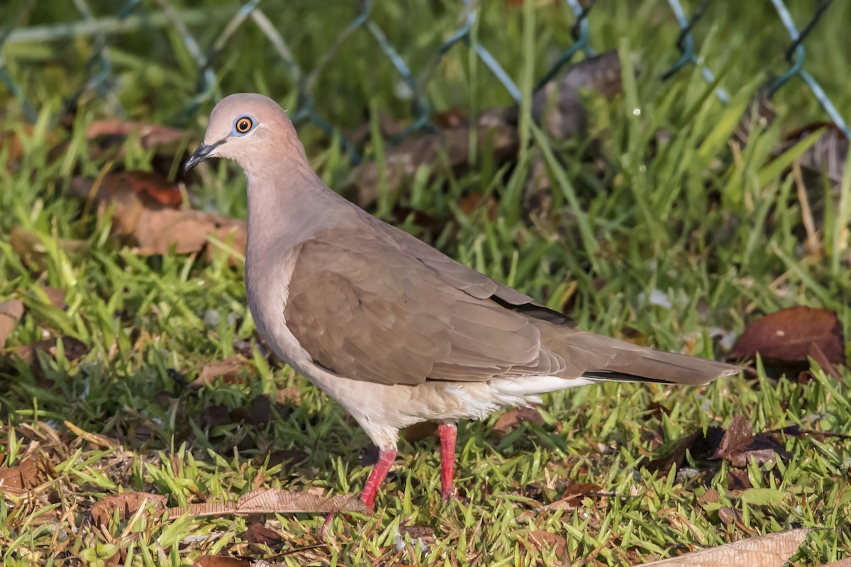 White-tipped Dove - Barry Lyons