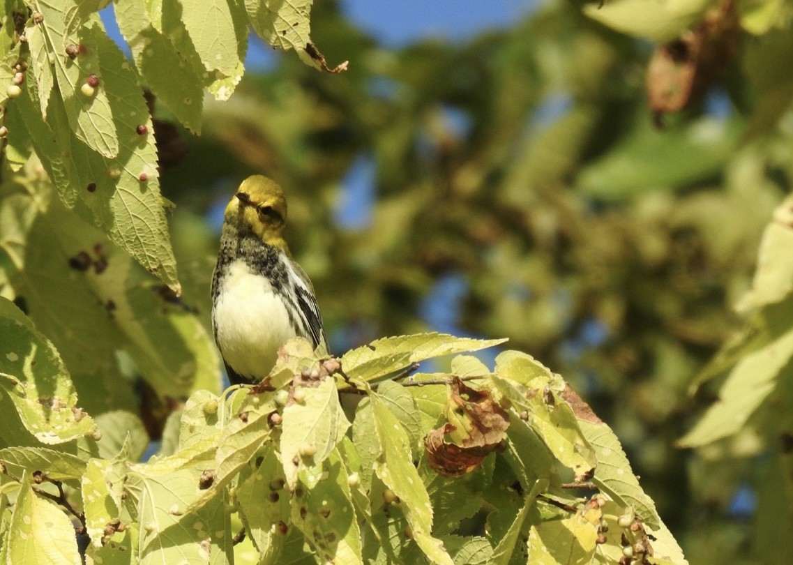 Black-throated Green Warbler - ML608823682