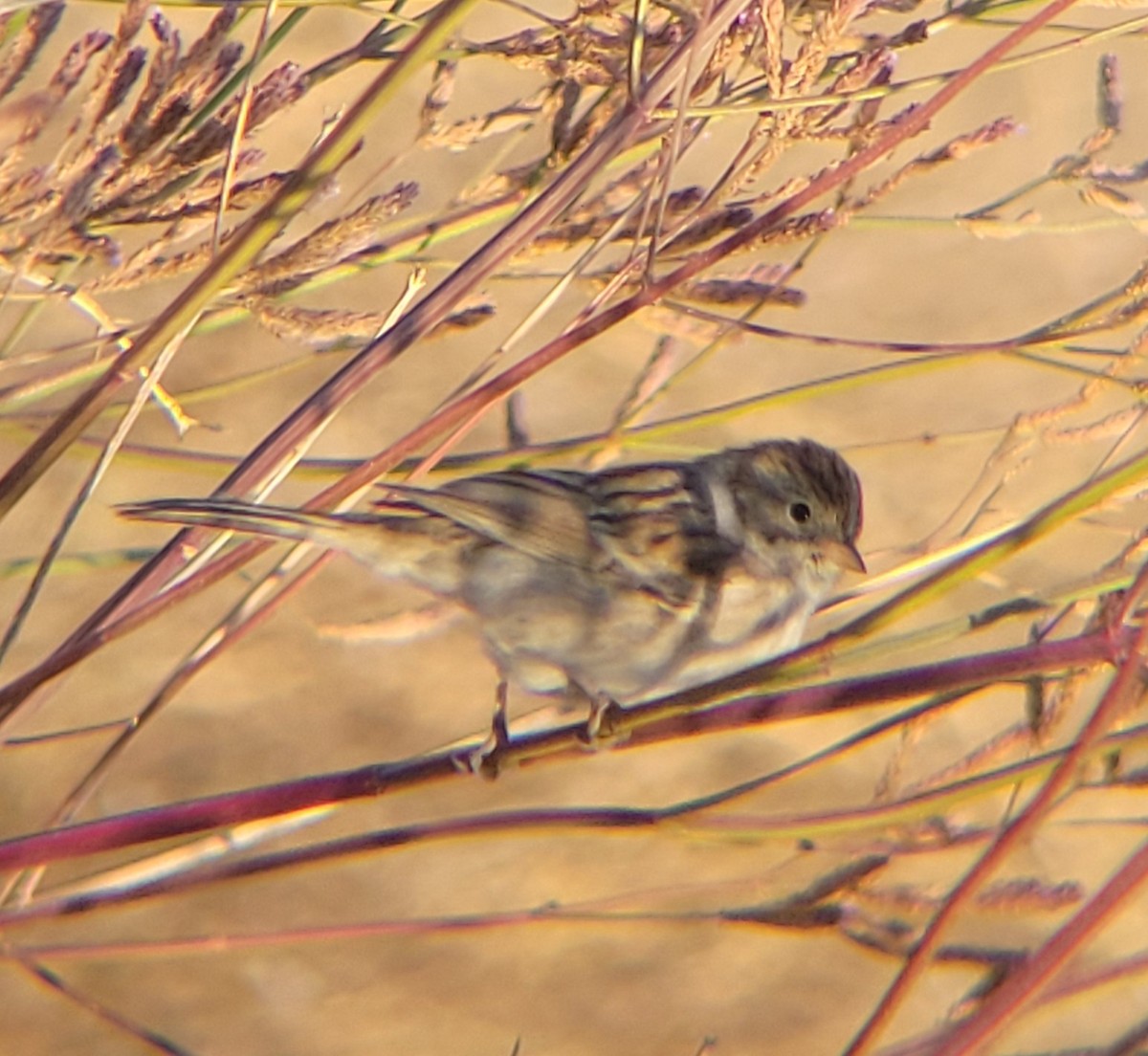 Brewer's Sparrow - ML608823690