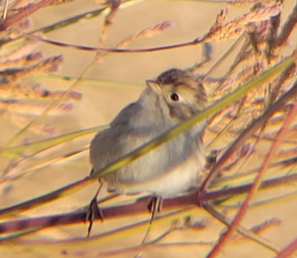 Brewer's Sparrow - ML608823691