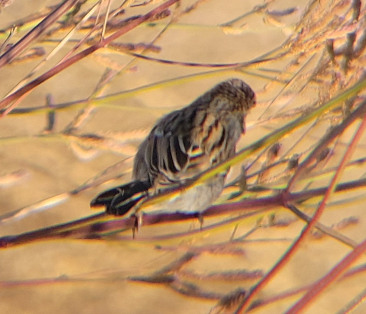 Brewer's Sparrow - ML608823692