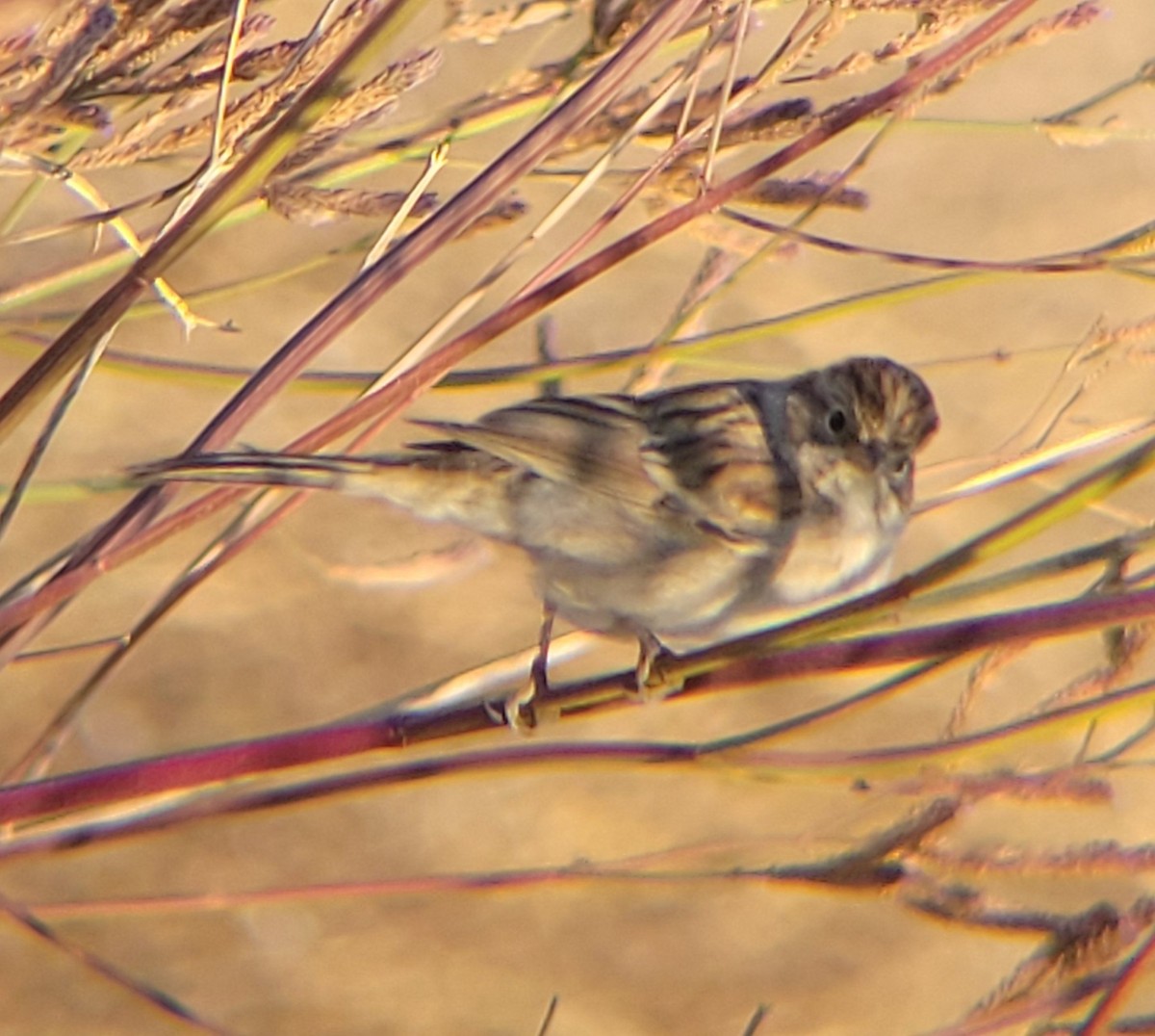 Brewer's Sparrow - ML608823693