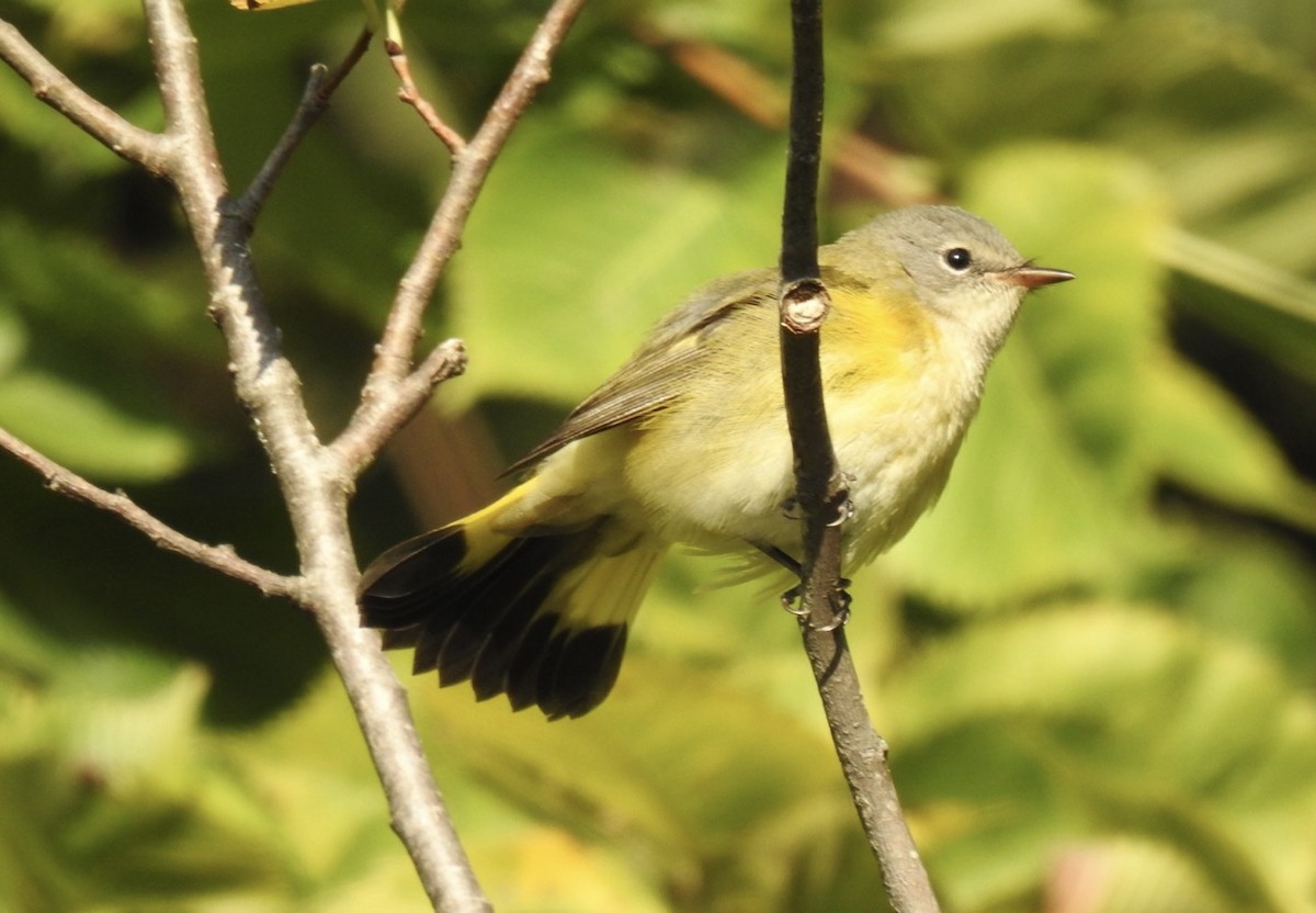 American Redstart - ML608823697