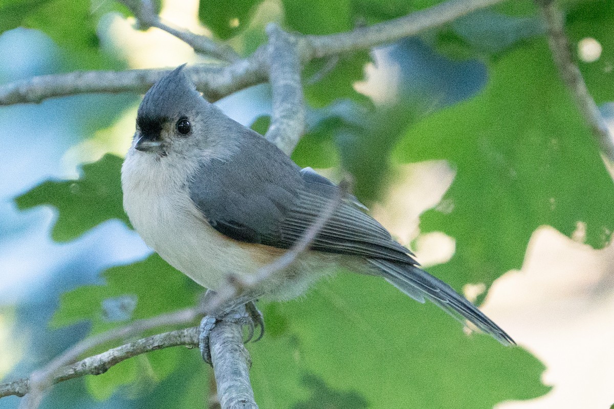 Tufted Titmouse - ML608823709