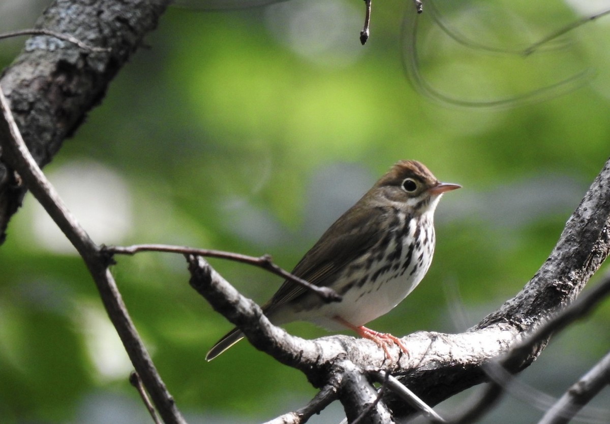 Ovenbird - ML608823727