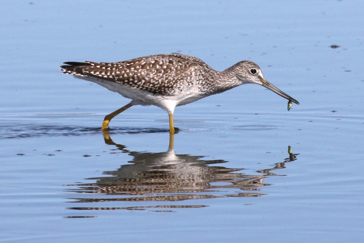 Greater Yellowlegs - ML608823805