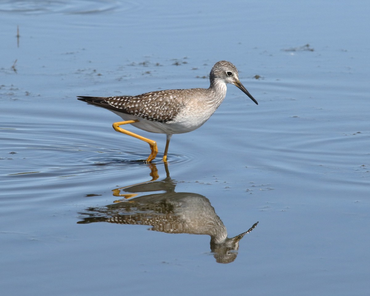 Lesser Yellowlegs - ML608823833