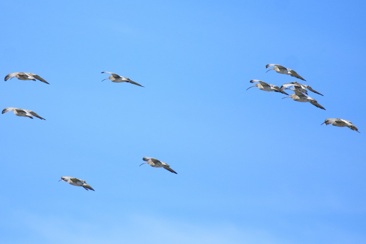 Eurasian Curlew - ML608823905