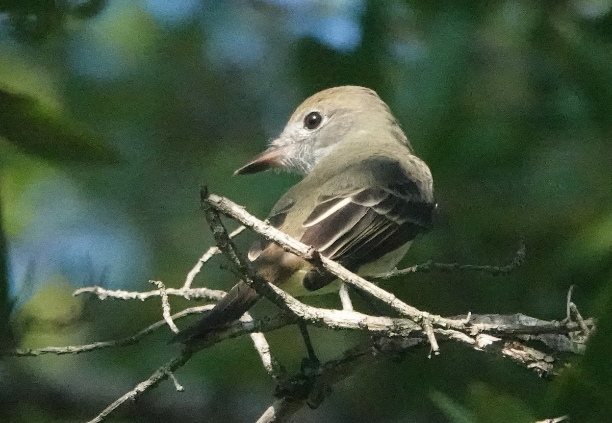 Great Crested Flycatcher - ML608823945