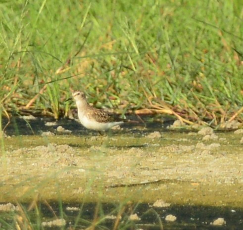 shorebird sp. - Natasza Fontaine