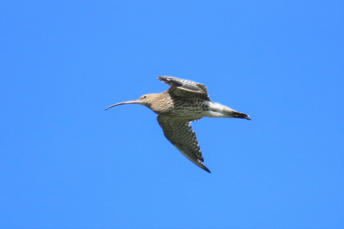 Eurasian Curlew - Jan Roedolf