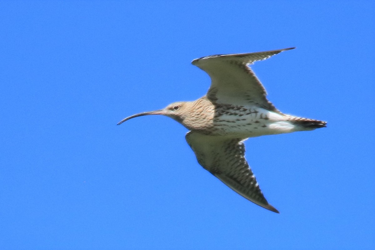 Eurasian Curlew - Jan Roedolf