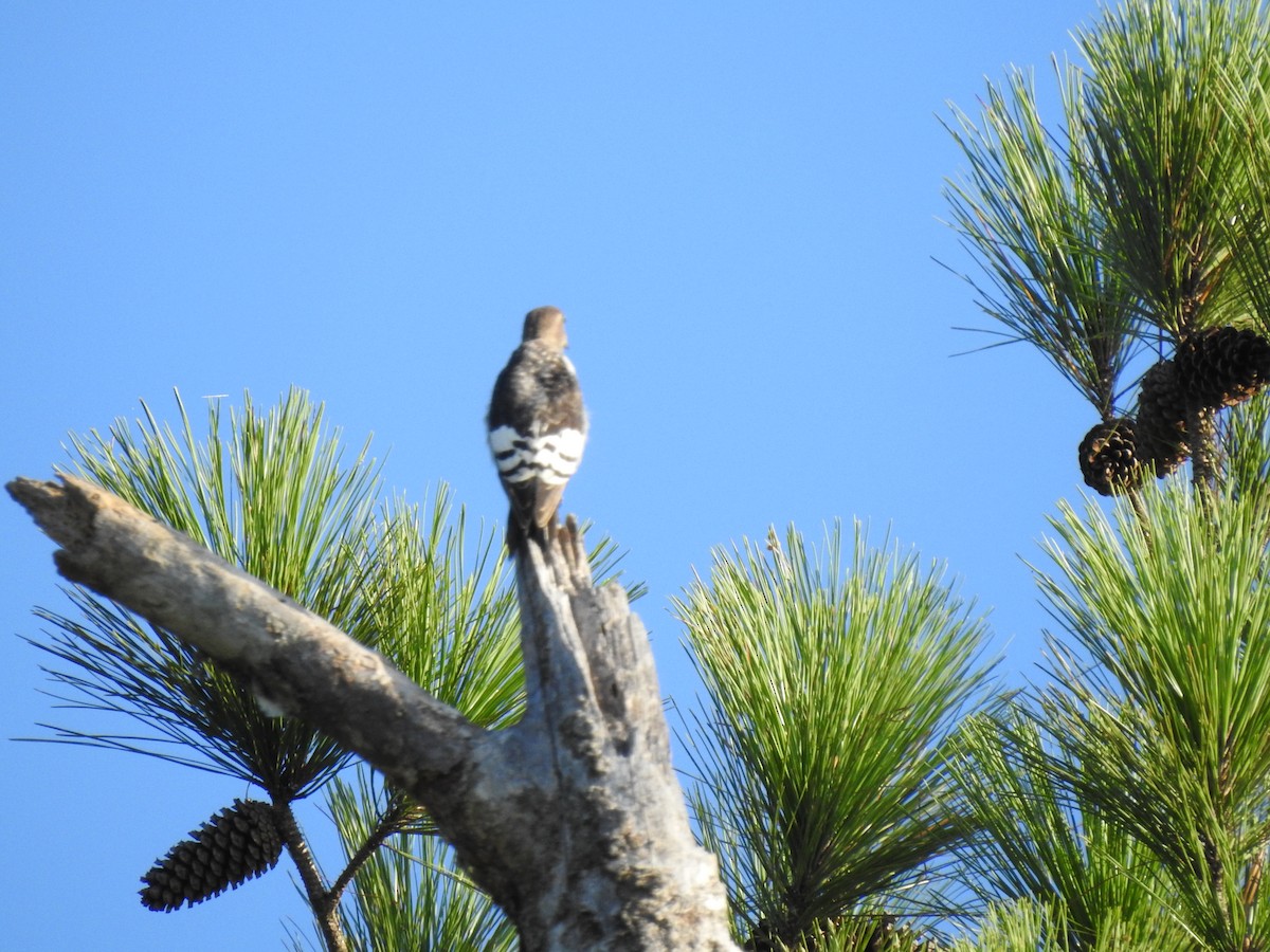 Red-headed Woodpecker - Nan Dewire