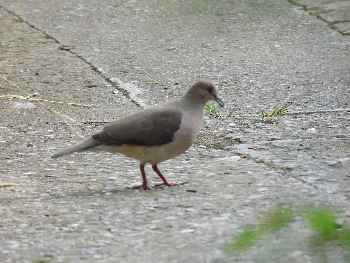 White-tipped Dove - ML608824117