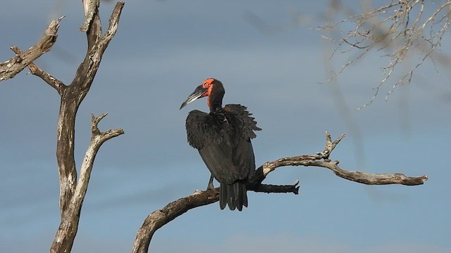 Southern Ground-Hornbill - ML608824127