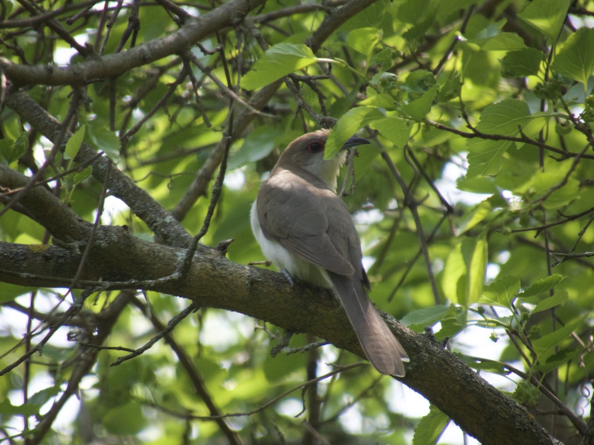 Black-billed Cuckoo - ML608824157