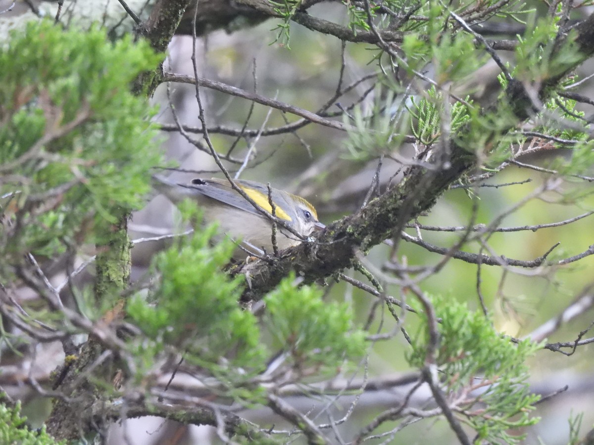 Golden-winged Warbler - ML608824184