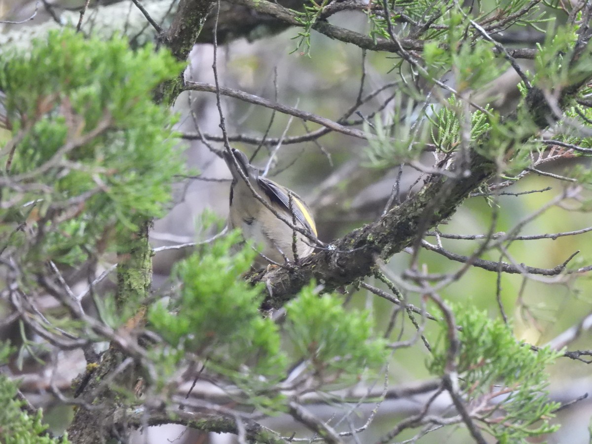 Golden-winged Warbler - ML608824192