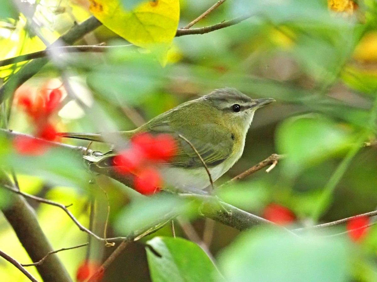 Red-eyed Vireo - ML608824237