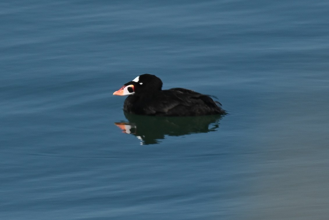 Surf Scoter - Patty Masten