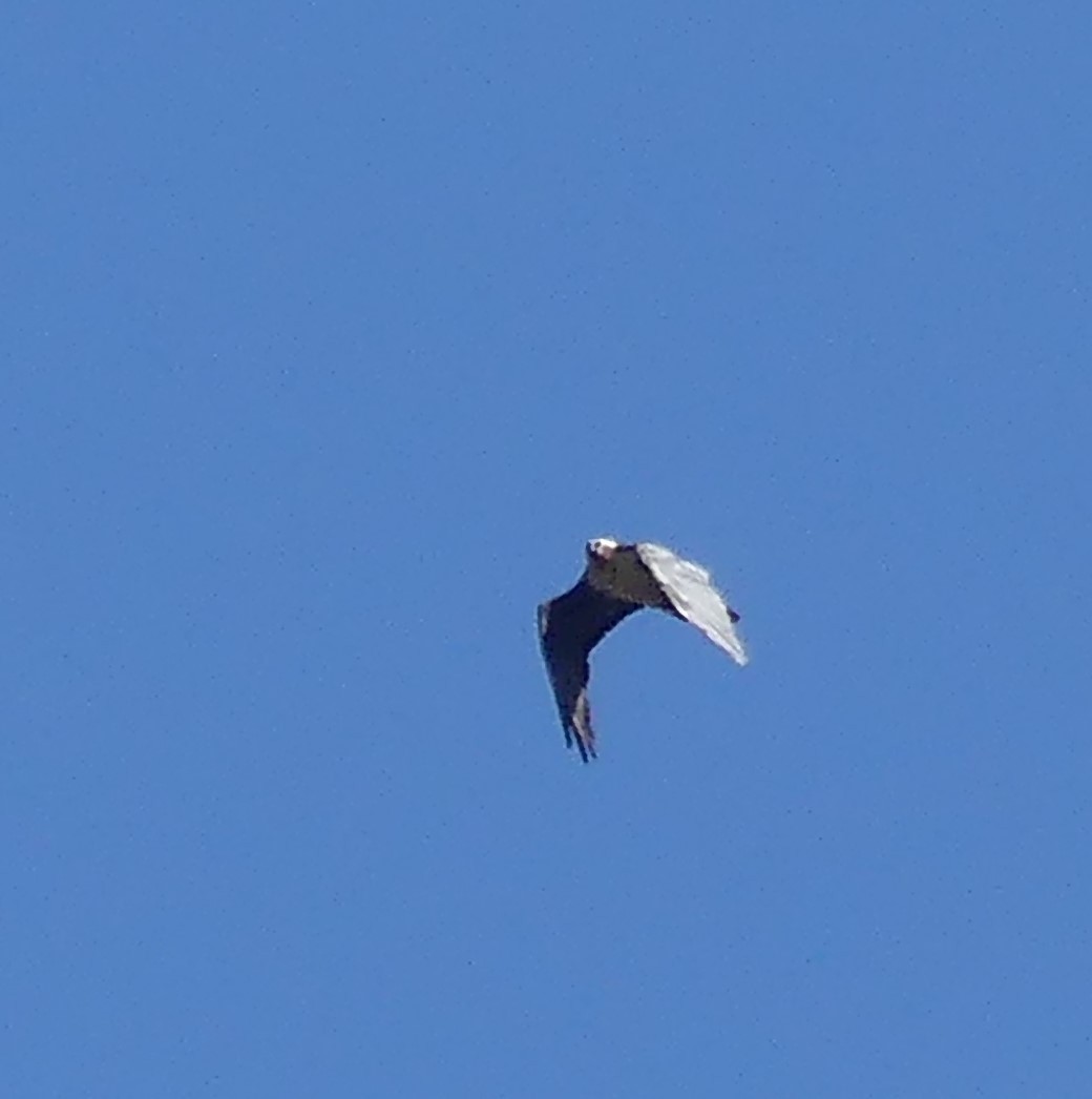 Eurasian Griffon - Robin Duska