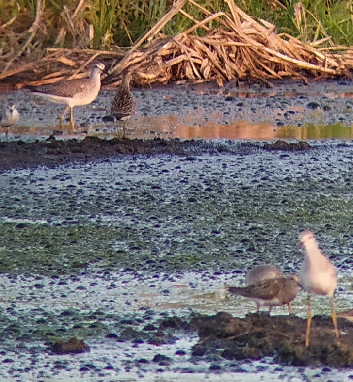 Pectoral Sandpiper - ML608824518