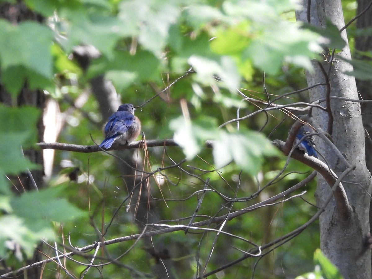 Eastern Bluebird - William Woody