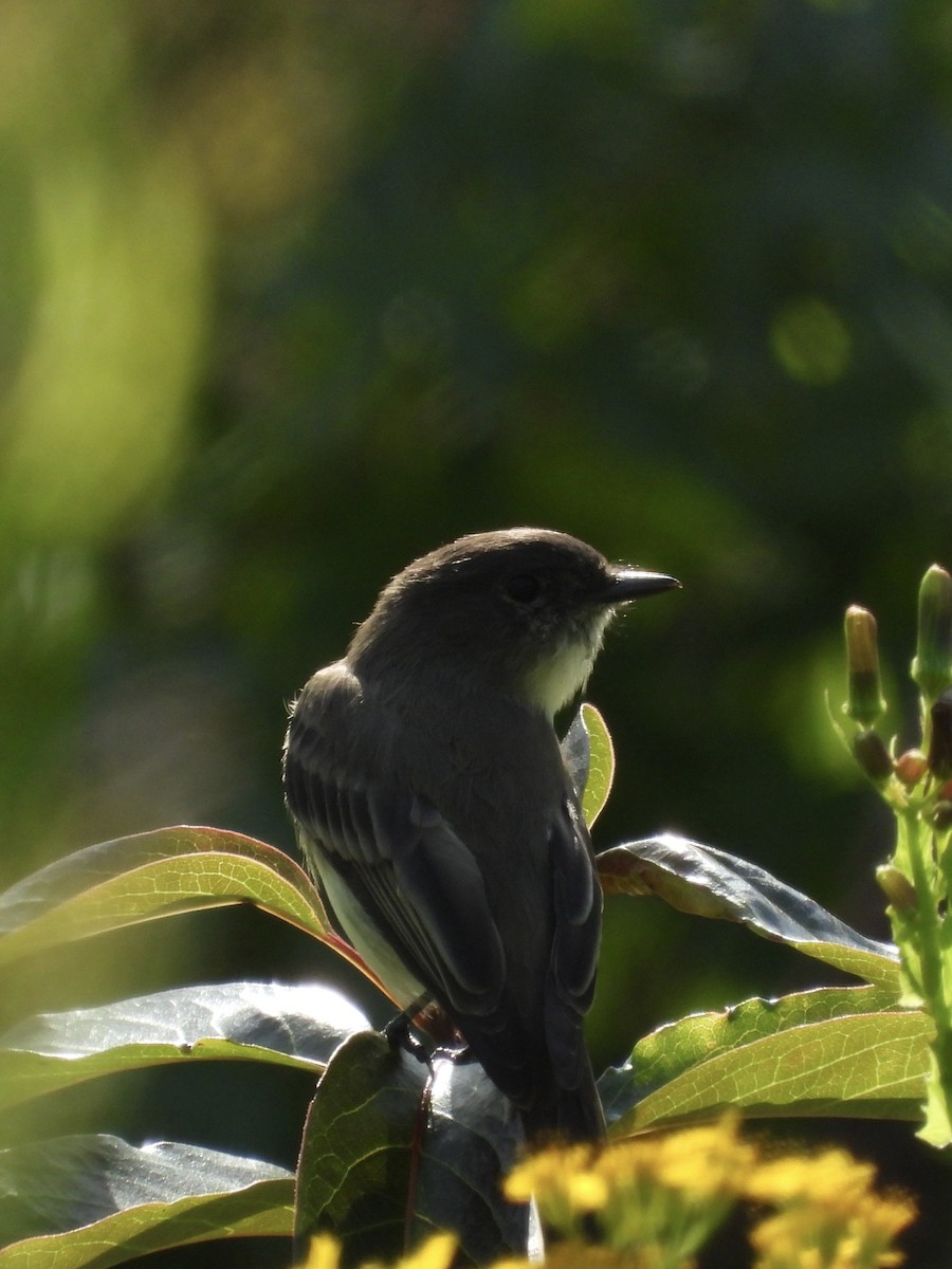 Eastern Phoebe - William Woody