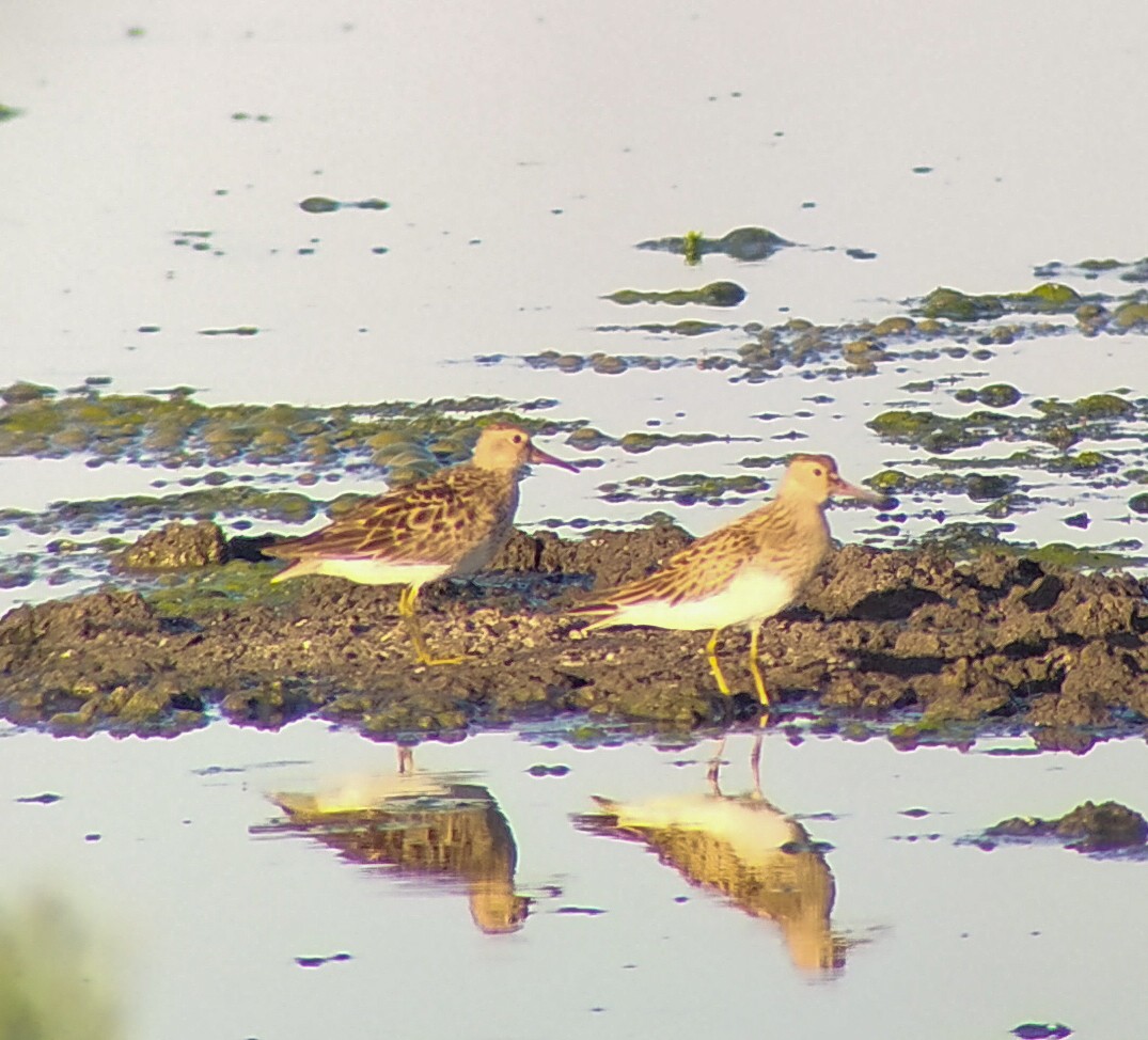 Pectoral Sandpiper - ML608824704