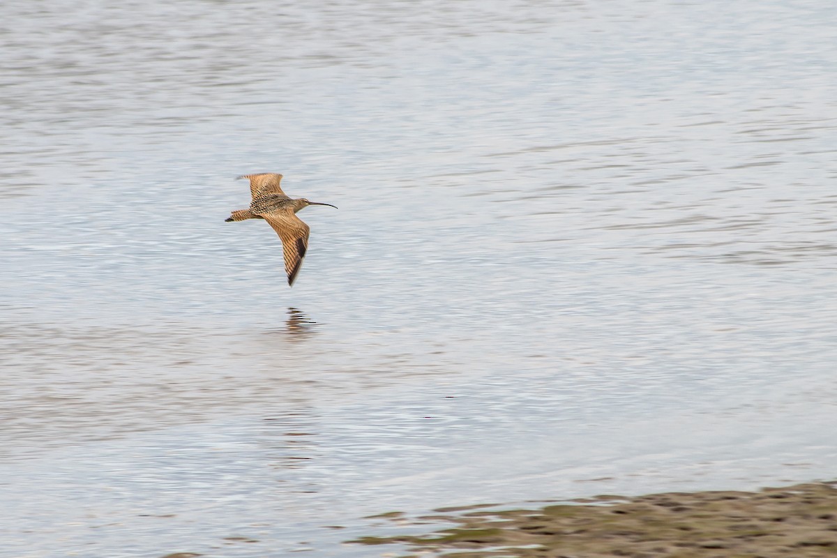 Long-billed Curlew - ML608824719