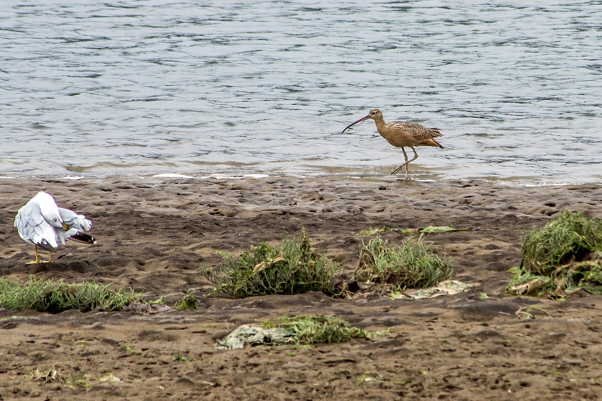 Long-billed Curlew - Nisqually Birdwatch