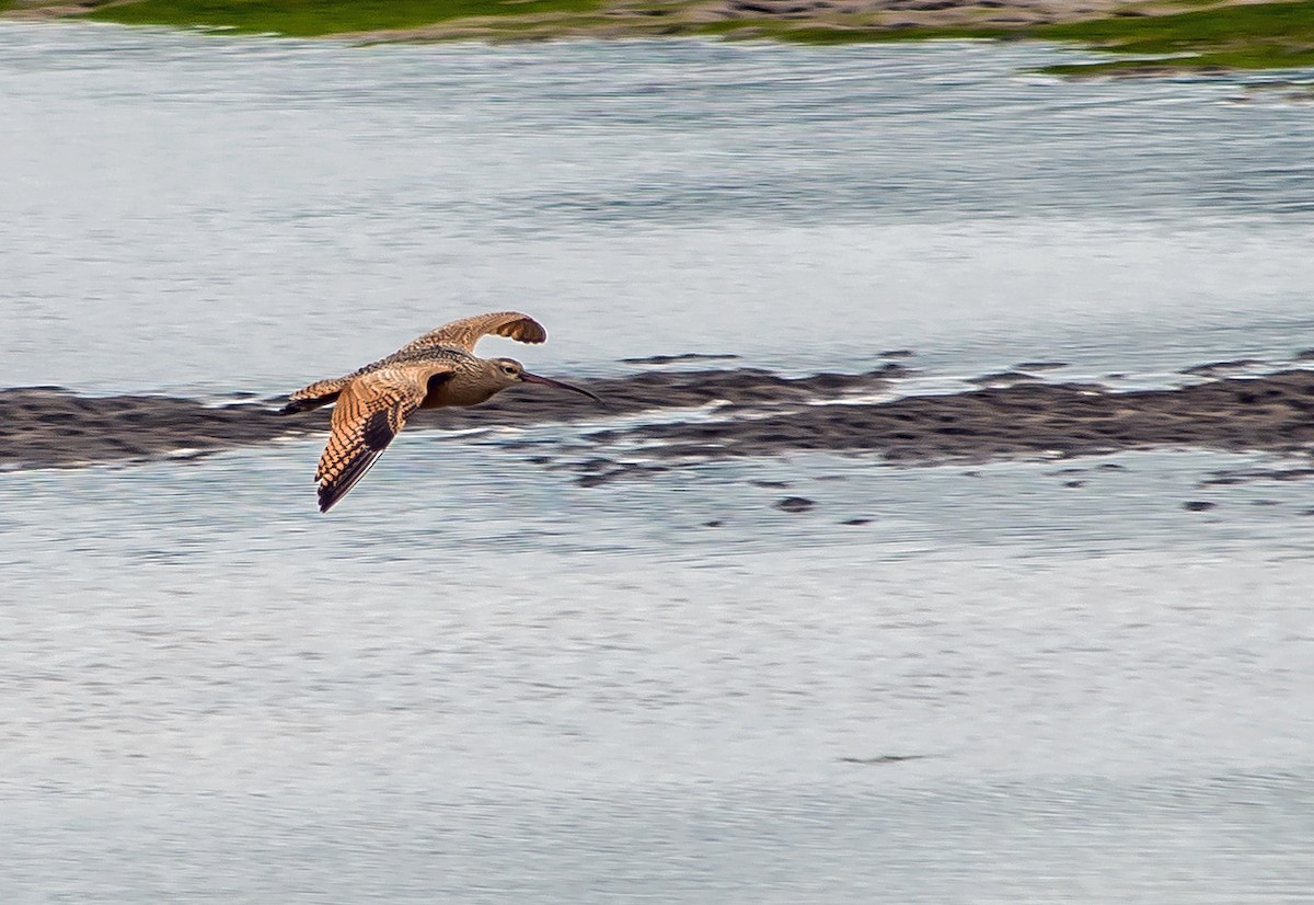 Long-billed Curlew - ML608824727