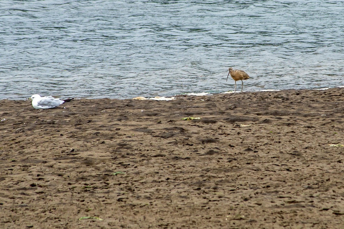 Long-billed Curlew - ML608824729