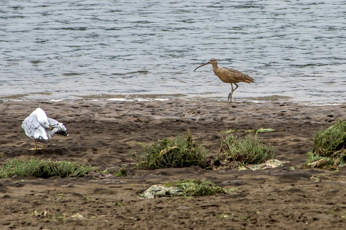 Long-billed Curlew - ML608824730
