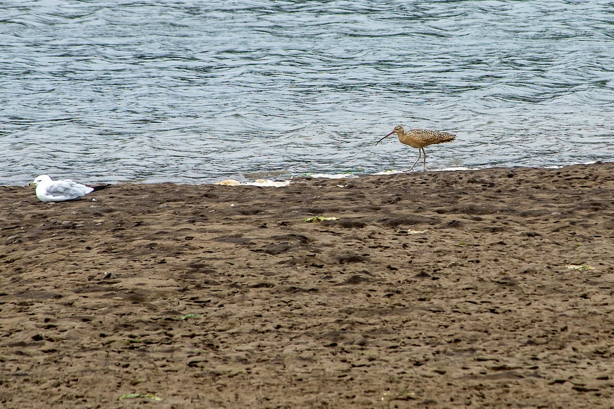 Long-billed Curlew - ML608824731