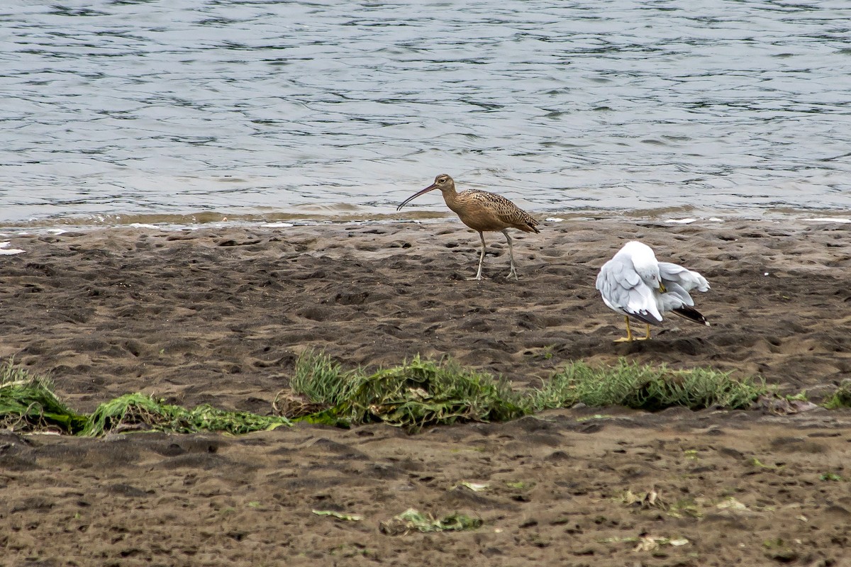 Long-billed Curlew - ML608824732